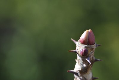 Kalopanax pictus - dlanitec pestrý - pupen